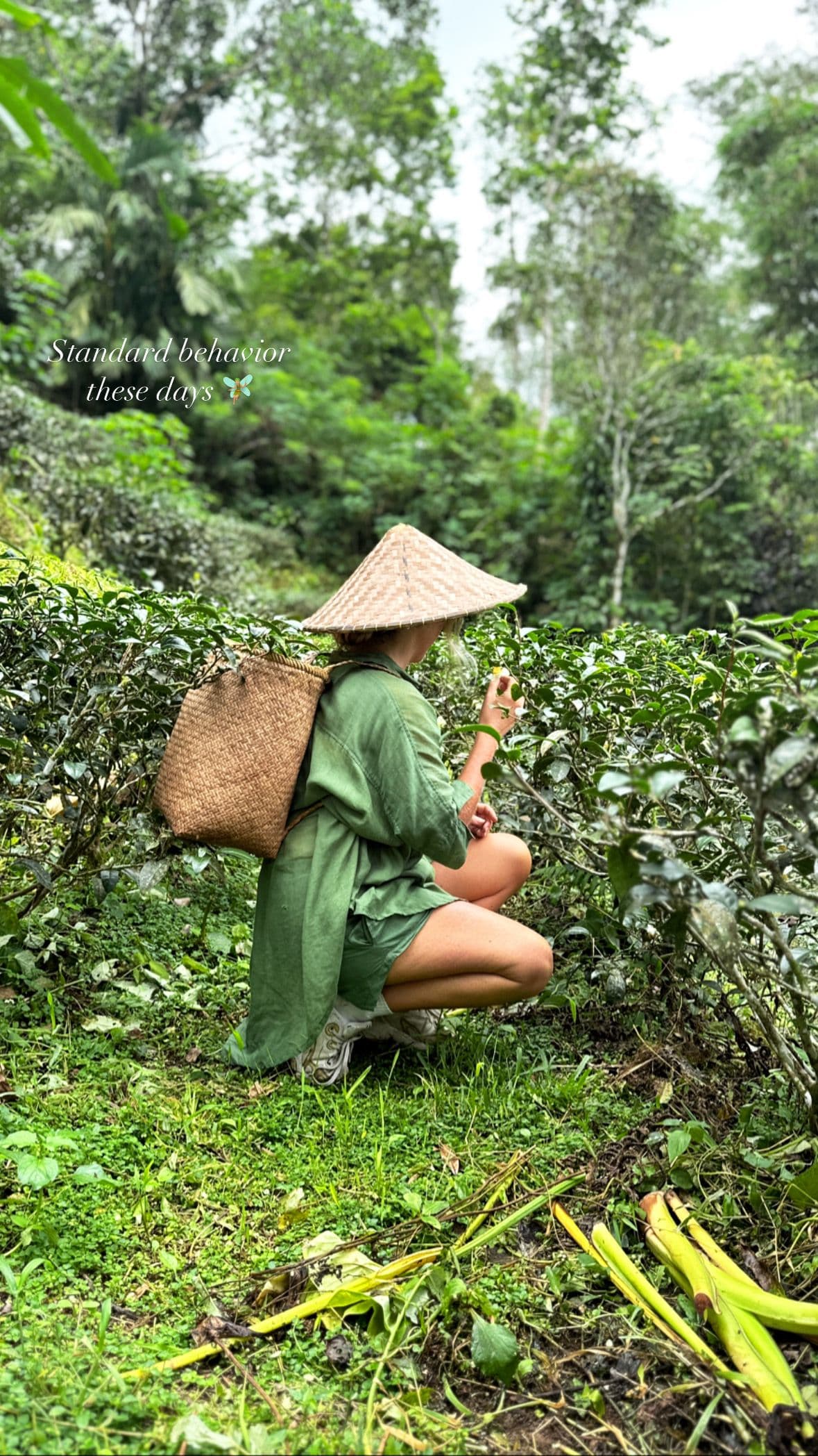 Cha Dao · The Heart of Tea